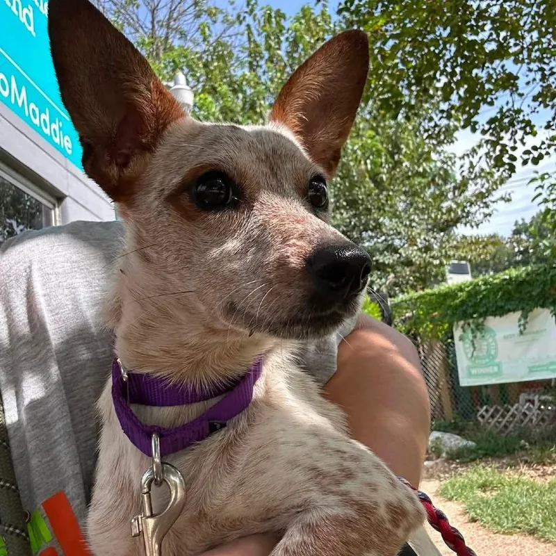 An adult medium-sized female White / Cream Chihuahua dog named Disc Golf for adoption in Austin, TX