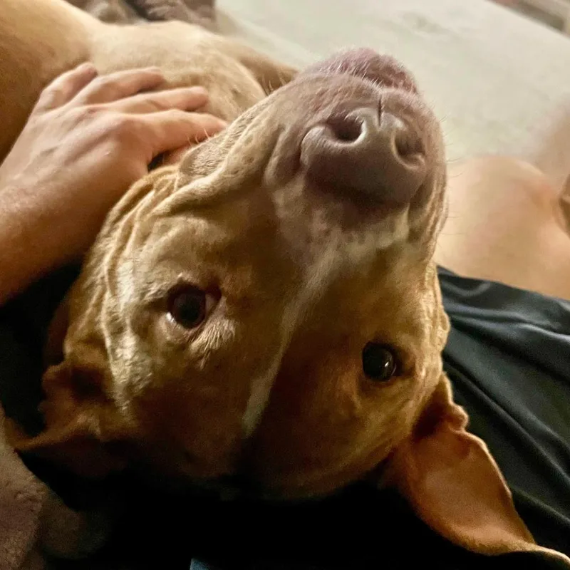 An adult large-sized female Mixed Breed dog named Kardi for adoption in New York, NY