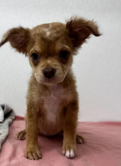 A young small-sized female Chihuahua dog named Parm for adoption in Phoenix, AZ