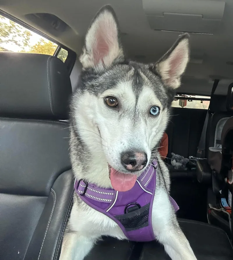 An adult medium-sized female Gray / Blue / Silver Siberian Husky dog named Dakota for adoption in HANSON, MA
