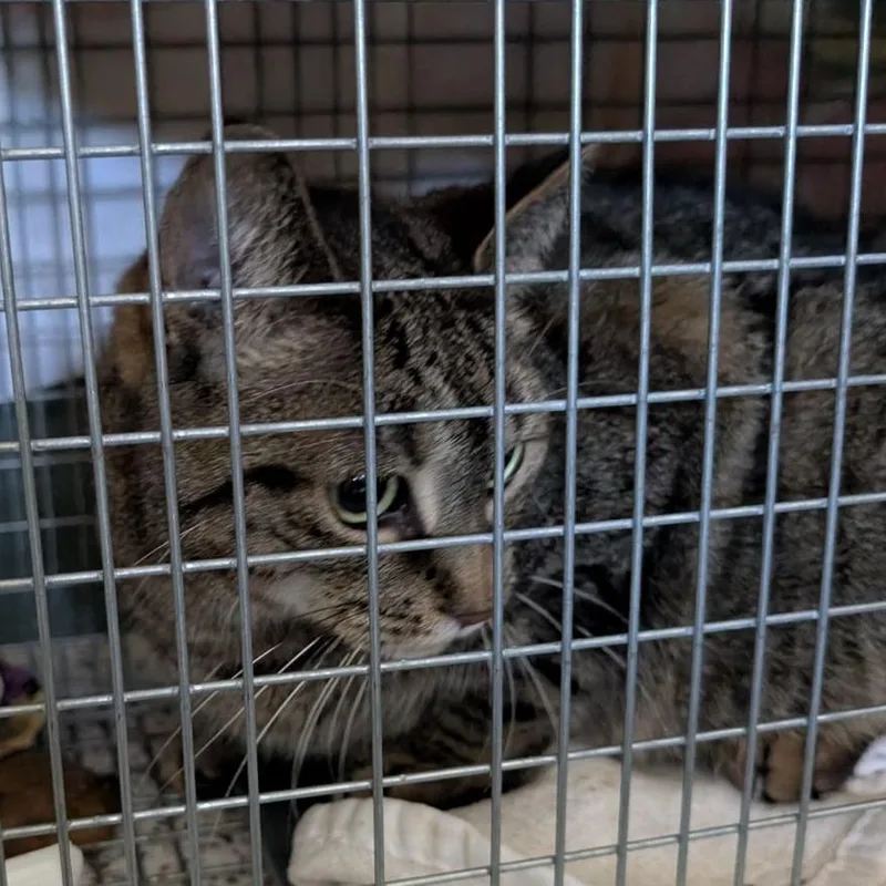 An adult medium-sized female Brown / Chocolate Domestic Short Hair cat named Lucille for adoption in Fairport, NY