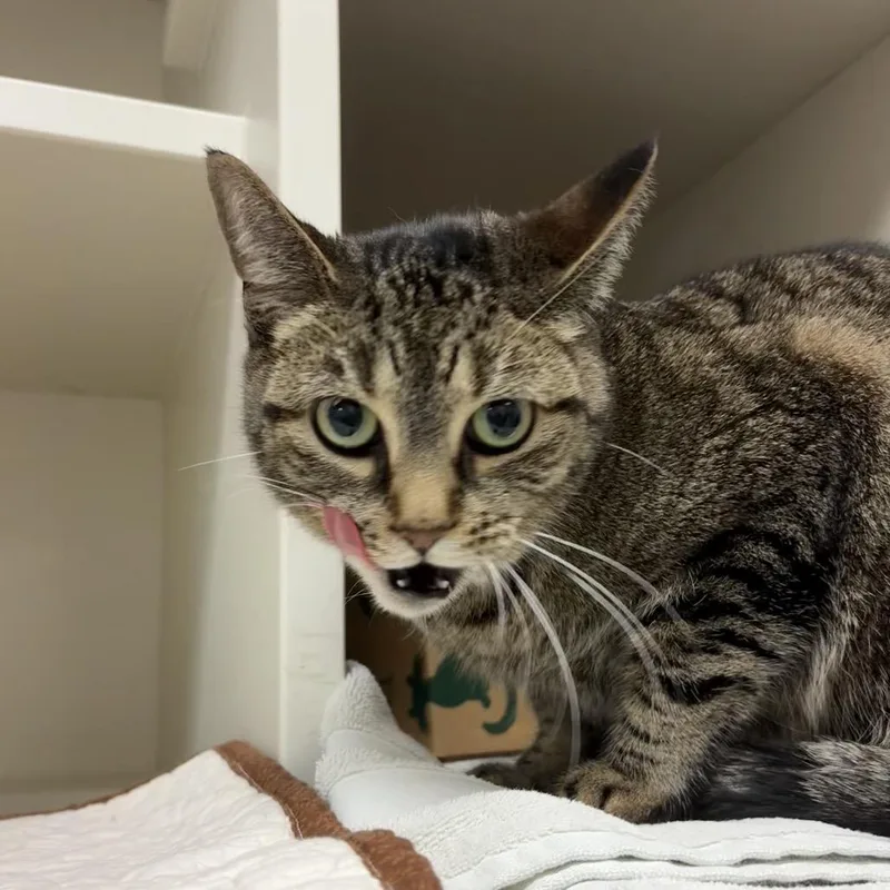 Lucille thumbnail 2