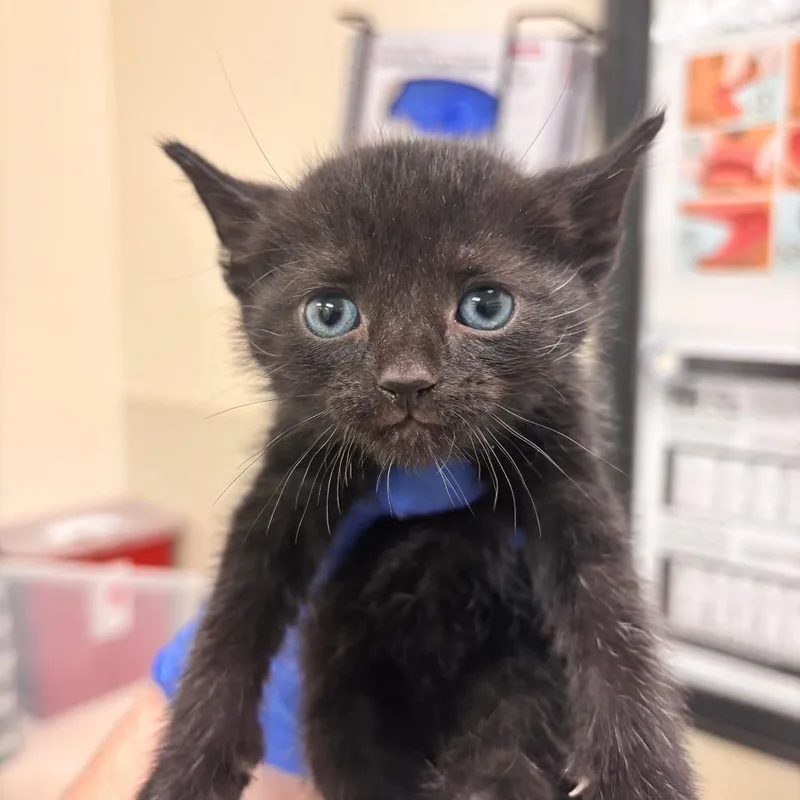 A baby small-sized female Black Domestic Short Hair cat named Oryx for adoption in Lynchburg, VA