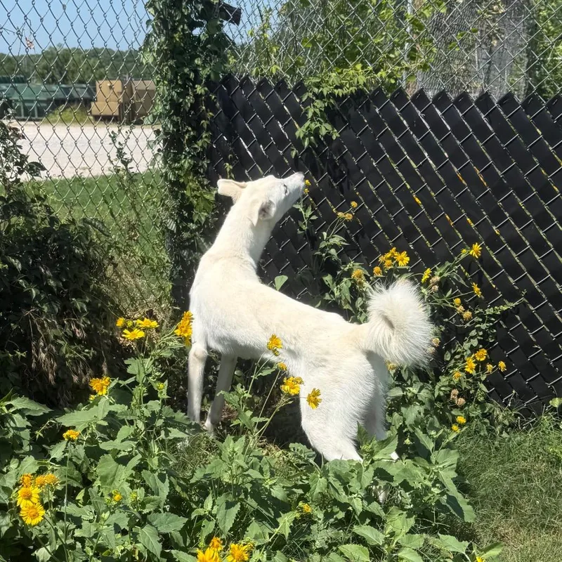 A young large-sized male White / Cream German Shepherd Dog dog named Atlas for adoption in Norman, OK