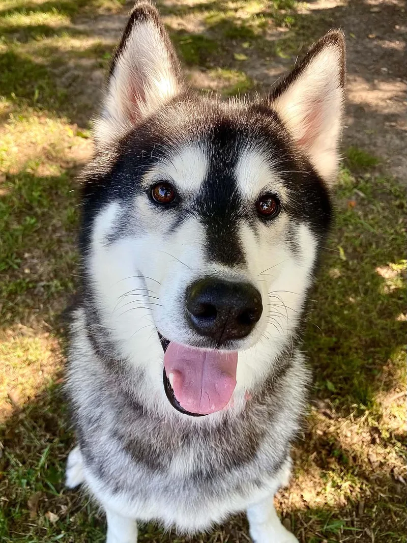 An adult large-sized male Husky dog named Roscoe for adoption in Fremont, MI