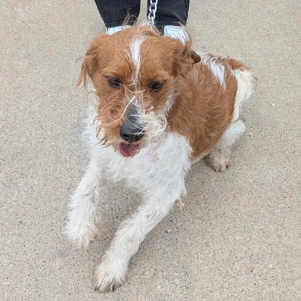 An adult medium-sized male Labradoodle dog named Gizmo for adoption in Des Moines, IA