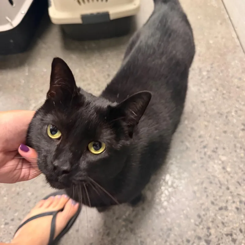 An adult large-sized male Black Domestic Short Hair cat named Twilight for adoption in Hamburg, NY