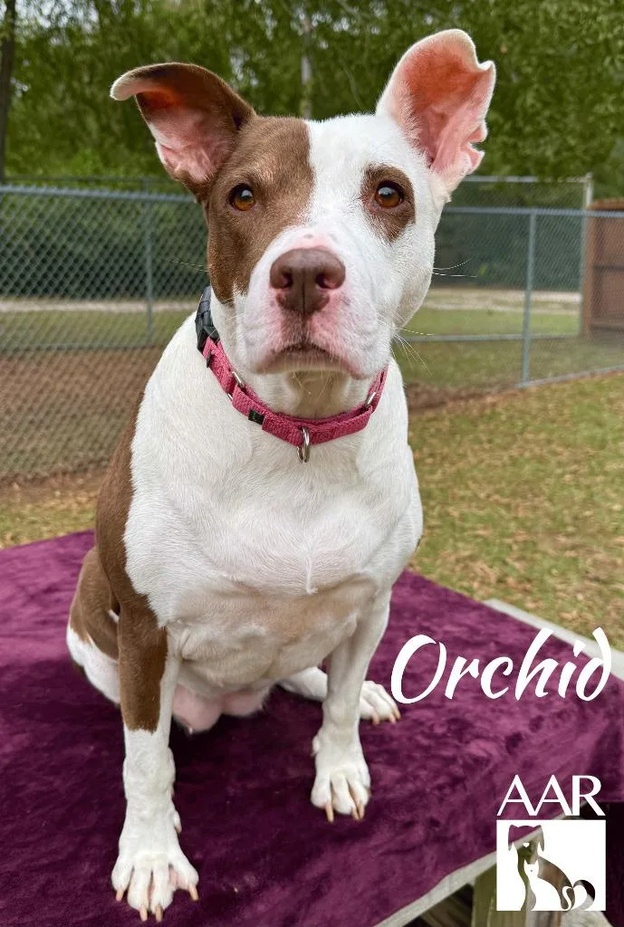 An adult large-sized female Staffordshire Bull Terrier dog named Orchid for adoption in Magnolia, TX