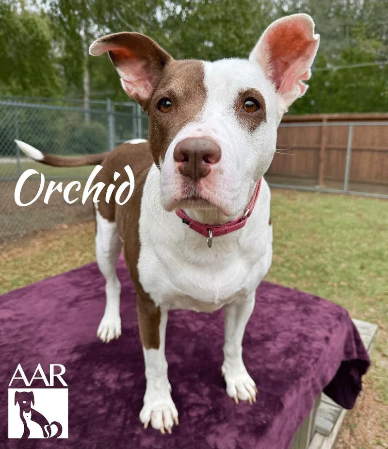 Orchid thumbnail 2