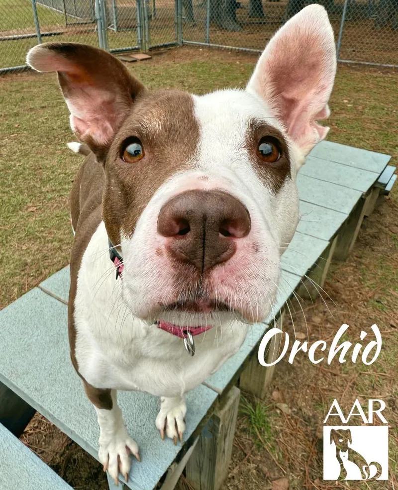 Orchid thumbnail 4