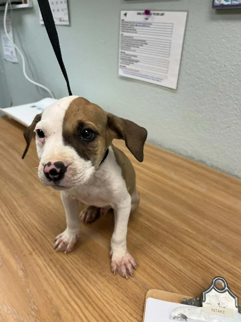 A baby medium-sized male American Staffordshire Terrier dog named Levi for adoption in California City, CA