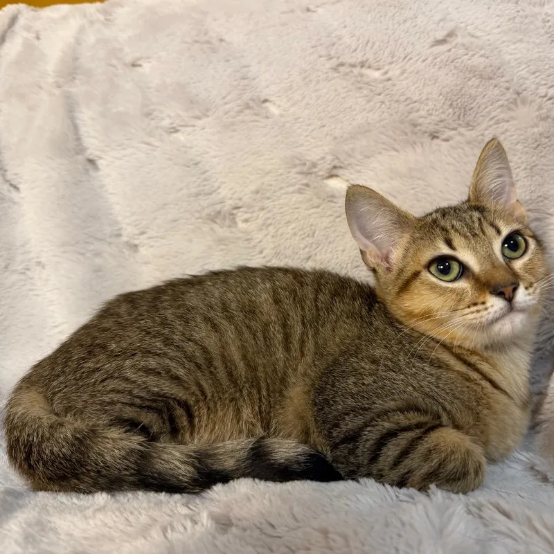 A baby small-sized female Domestic Short Hair cat named Polly for adoption in Flower Mound, TX