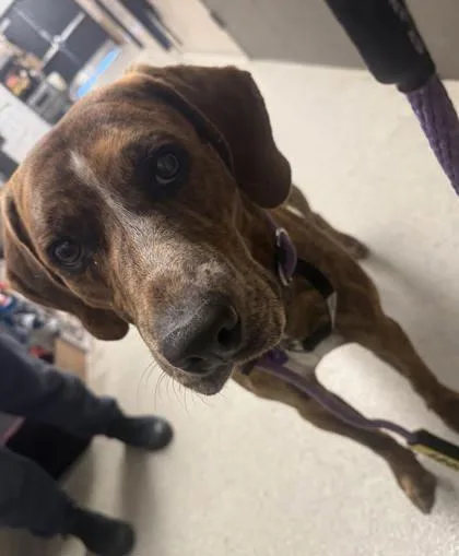 An adult large-sized male Brindle Labrador Retriever dog named Diesel for adoption in Hamilton, MT