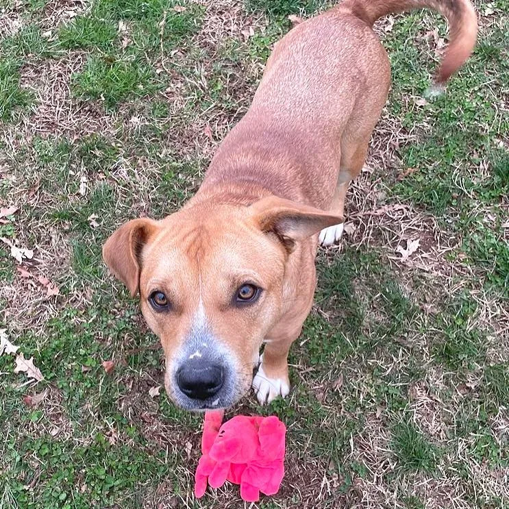 Tralalero Tralala thumbnail 2