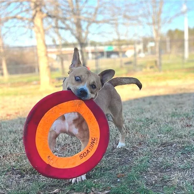 Tralalero Tralala thumbnail 4