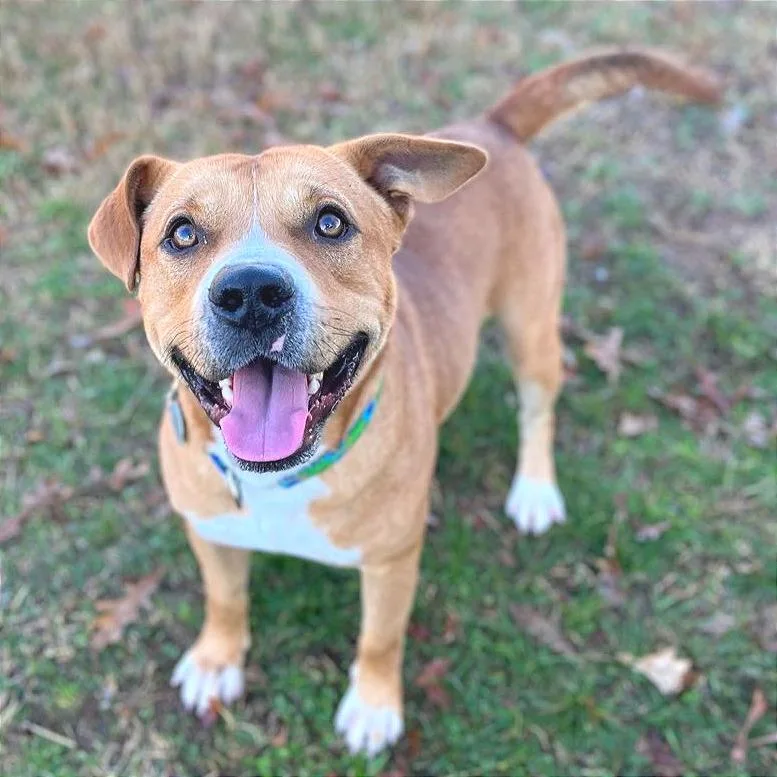 Tralalero Tralala thumbnail 6