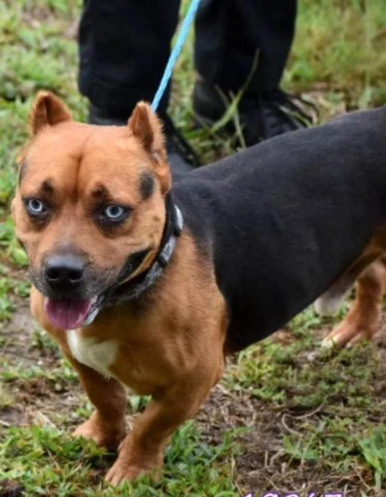 An adult medium-sized male Tricolor (Brown, Black, & White) American Bulldog dog named Napoleon for adoption in Lakeland, FL