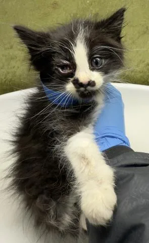 A baby small-sized male Domestic Short Hair cat named Stache for adoption in Riverside, CA