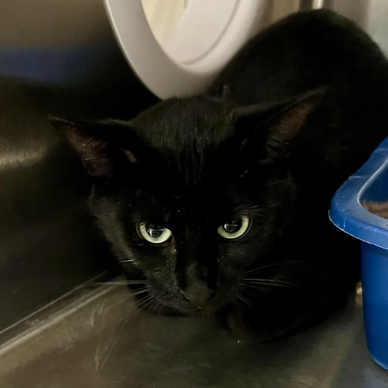 An adult medium-sized female Domestic Short Hair cat named Maeve for adoption in Cumming, GA