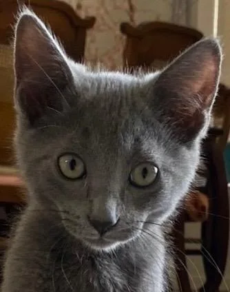 A young medium-sized male Russian Blue cat named Ivan for adoption in Saint Augustine, FL