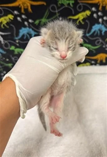 A baby small-sized male Domestic Short Hair cat named Griff for adoption in Riverside, CA