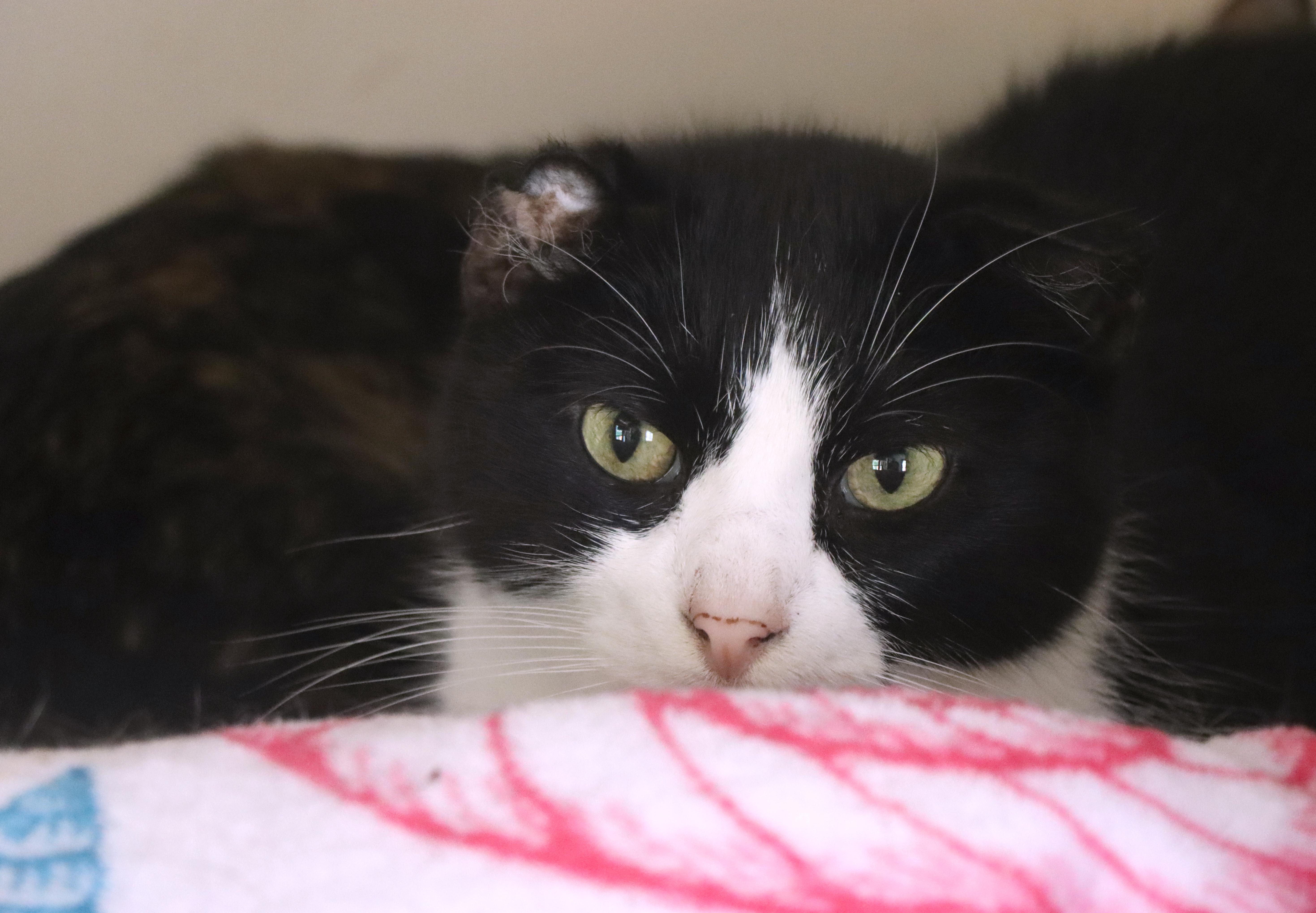 A senior extra large-sized male Black & White / Tuxedo Domestic Short Hair cat named Clayton for adoption in House Springs, MO
