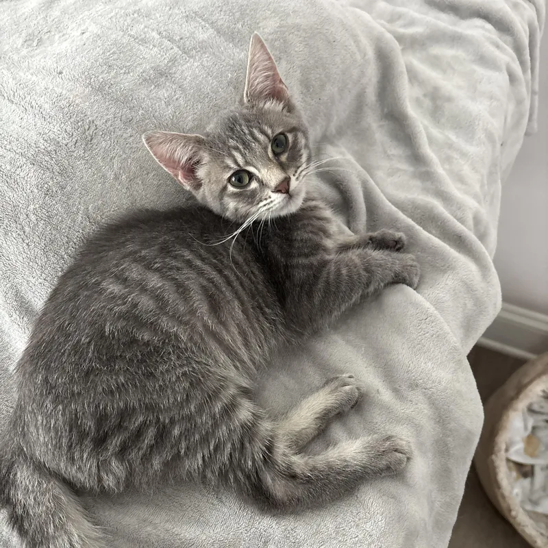 A young medium-sized female Tabby (Gray / Blue / Silver) Domestic Short Hair cat named Mimo for adoption in Easley, SC