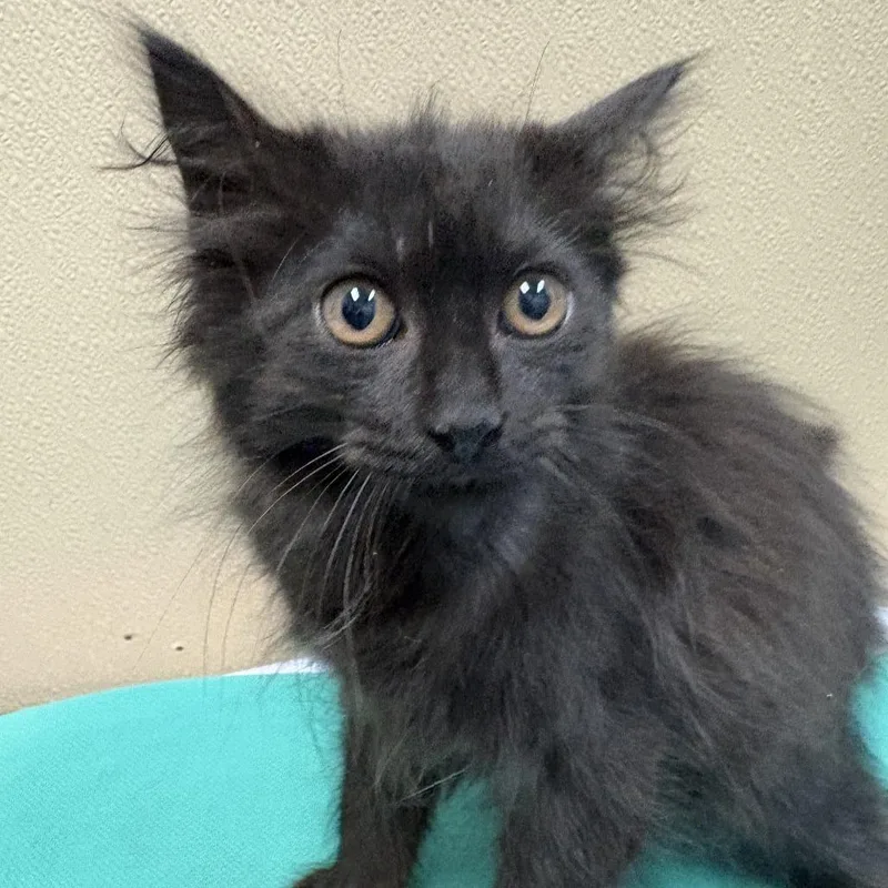 A baby small-sized female Domestic Long Hair cat named Muffin for adoption in Tacoma, WA