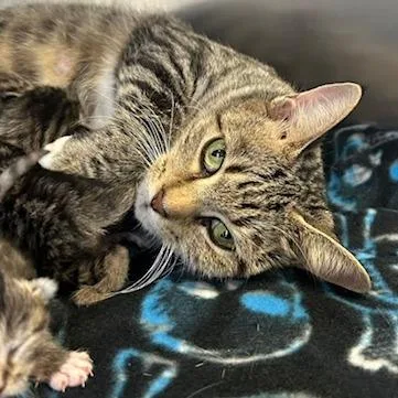An adult large-sized female Domestic Short Hair cat named Omelette for adoption in Knoxville, TN