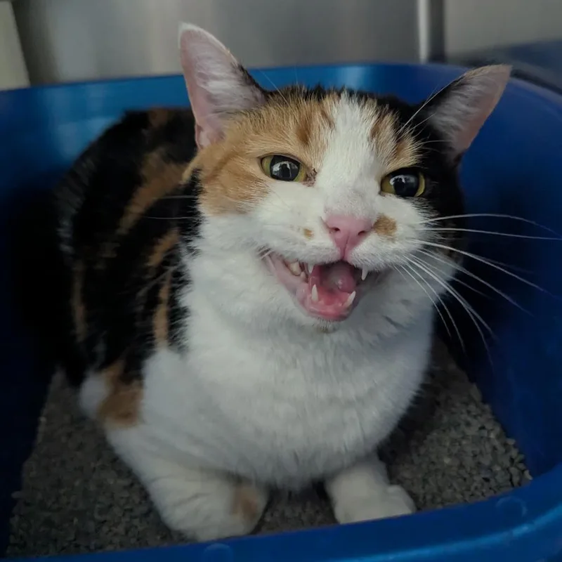 A senior medium-sized female Domestic Short Hair cat named Kabella for adoption in Evansville, IN