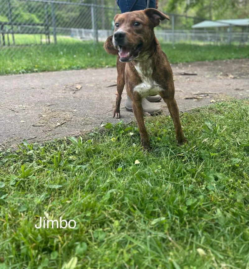 An adult small-sized male Mixed Breed dog named Jimbo for adoption in Lawrenceburg, TN