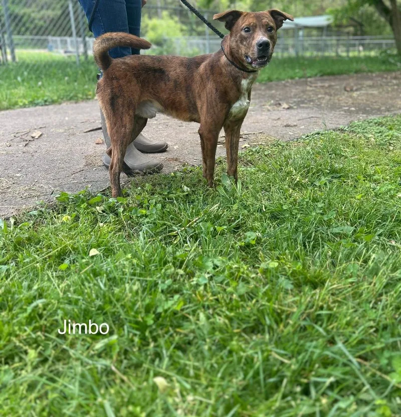 Jimbo thumbnail 4