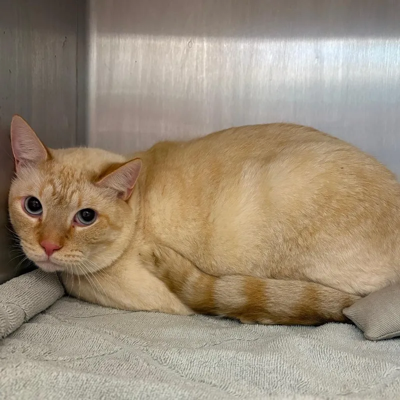 An adult large-sized male White Domestic Short Hair cat named Bibbles for adoption in Englewood, FL
