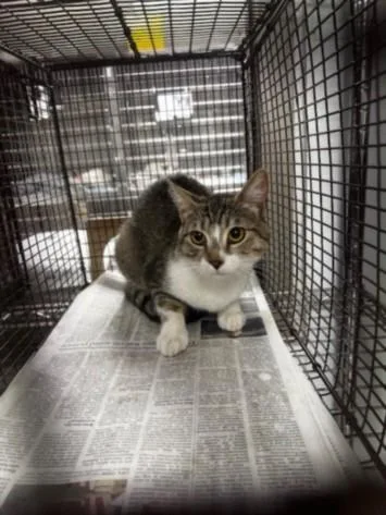 A young medium-sized female Domestic Short Hair cat named Dalia for adoption in Van Nuys, CA