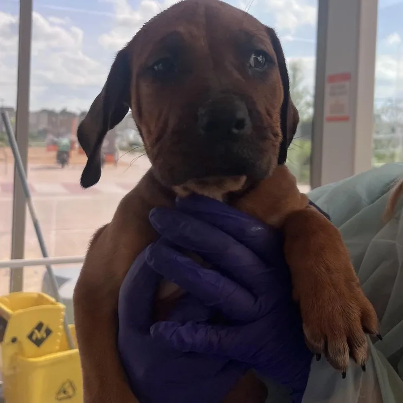 A baby small-sized male Brown / Chocolate Mixed Breed dog named Kano for adoption in Bentonville, AR