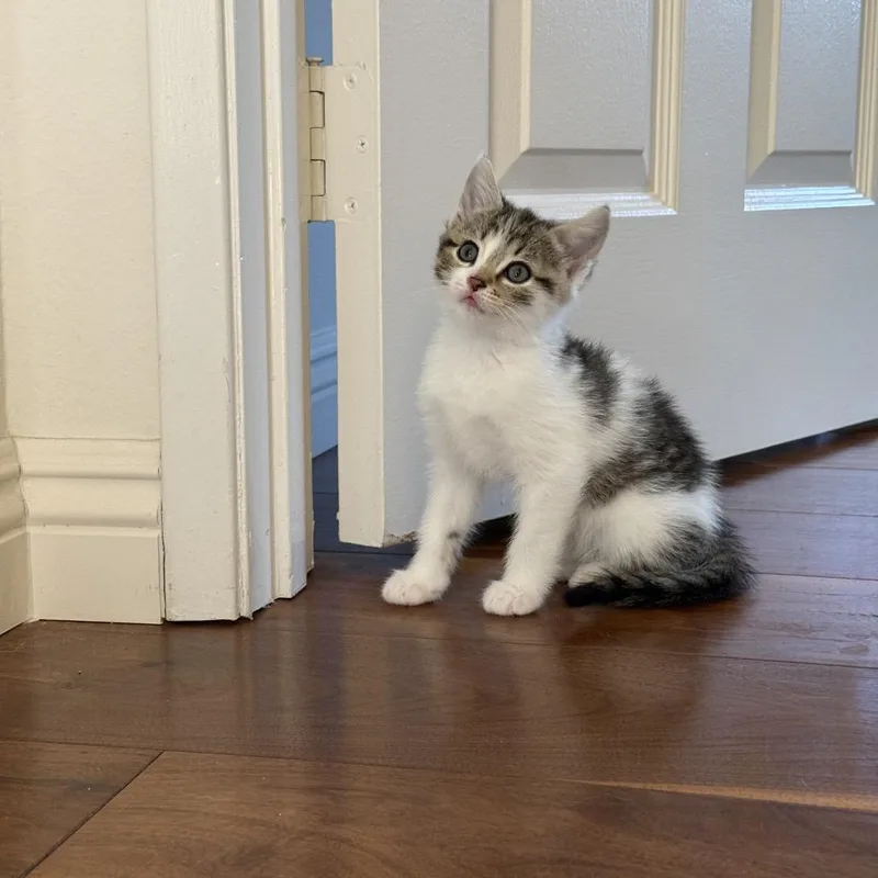 A baby small-sized female Brown / Chocolate Domestic Short Hair cat named Sonora for adoption in Tustin, CA