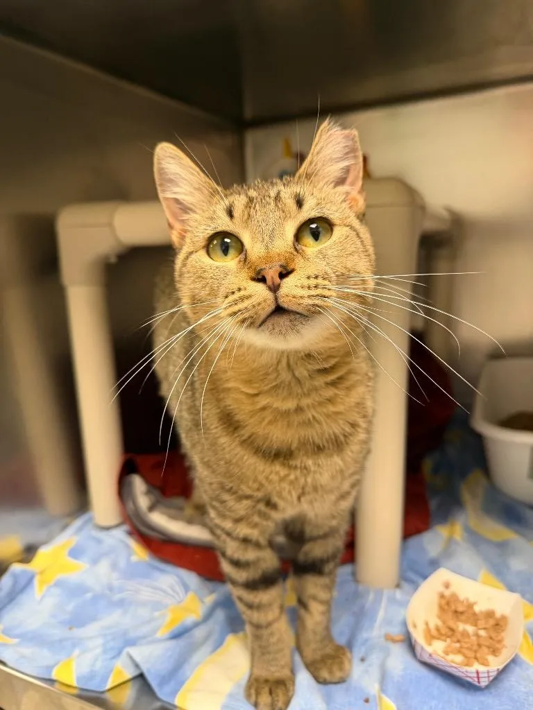A young medium-sized female Domestic Short Hair cat named Goldie for adoption in Pomona, NY