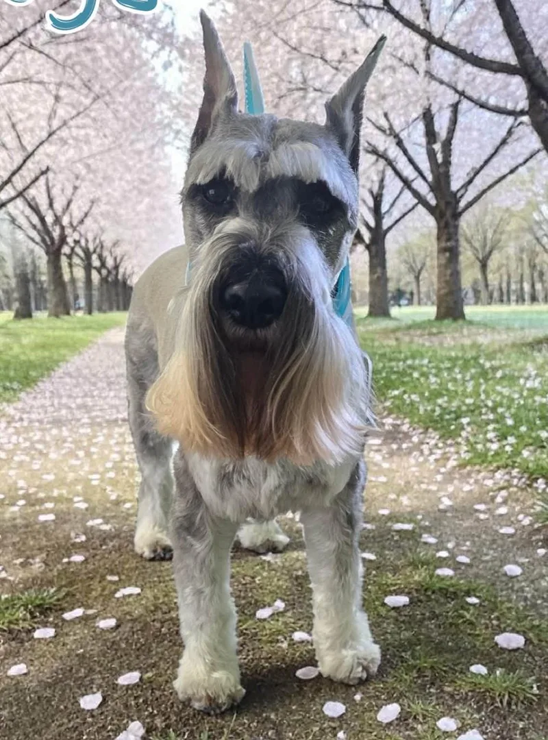 An adult medium-sized male Gray / Blue / Silver Standard Schnauzer dog named Omega BY APPOINTMENT ONLY for adoption in Kearneysville, WV