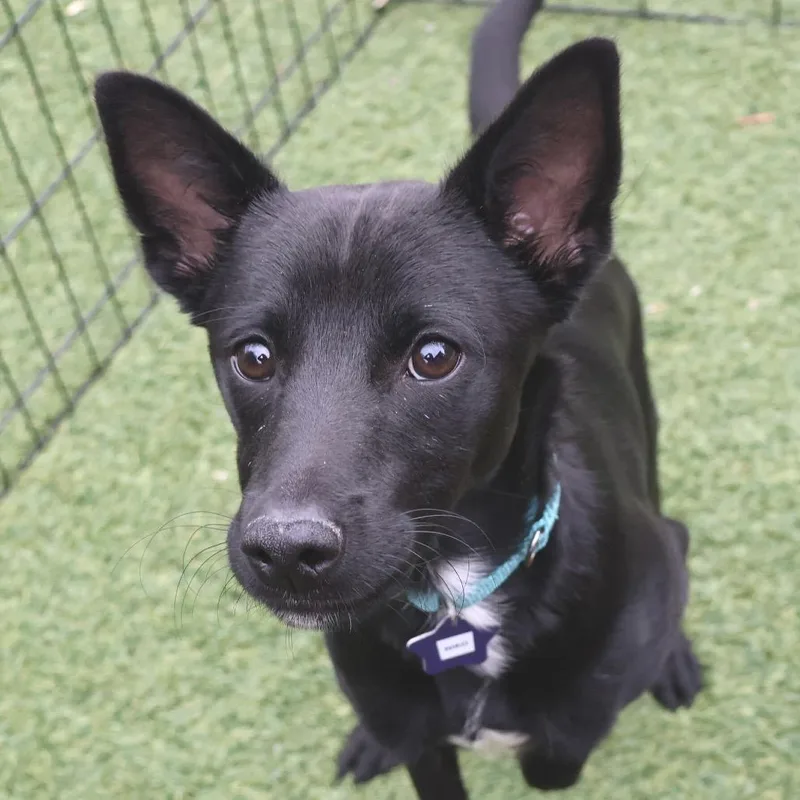 A young medium-sized male Black Mixed Breed dog named Niko for adoption in San Francisco, CA