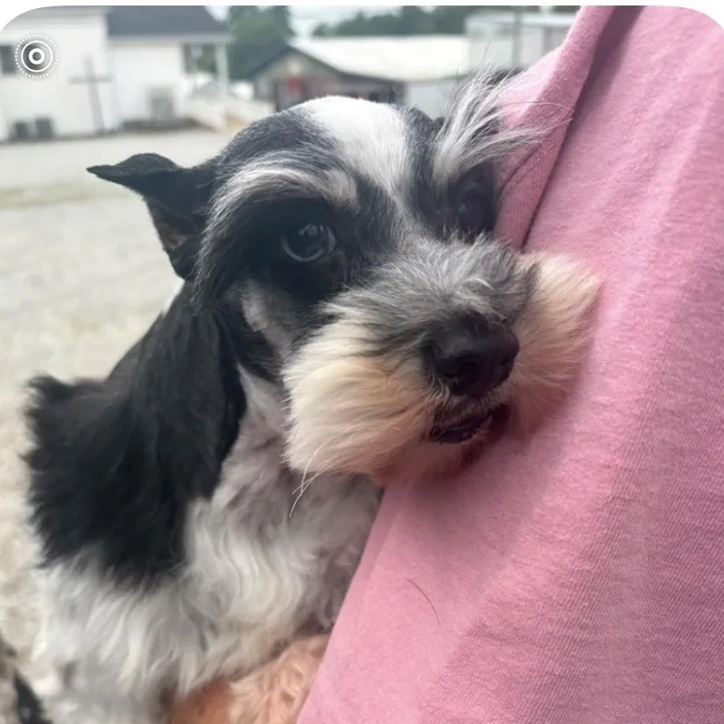 A senior small-sized male Black Schnauzer dog named Angus for adoption in Normal, IL