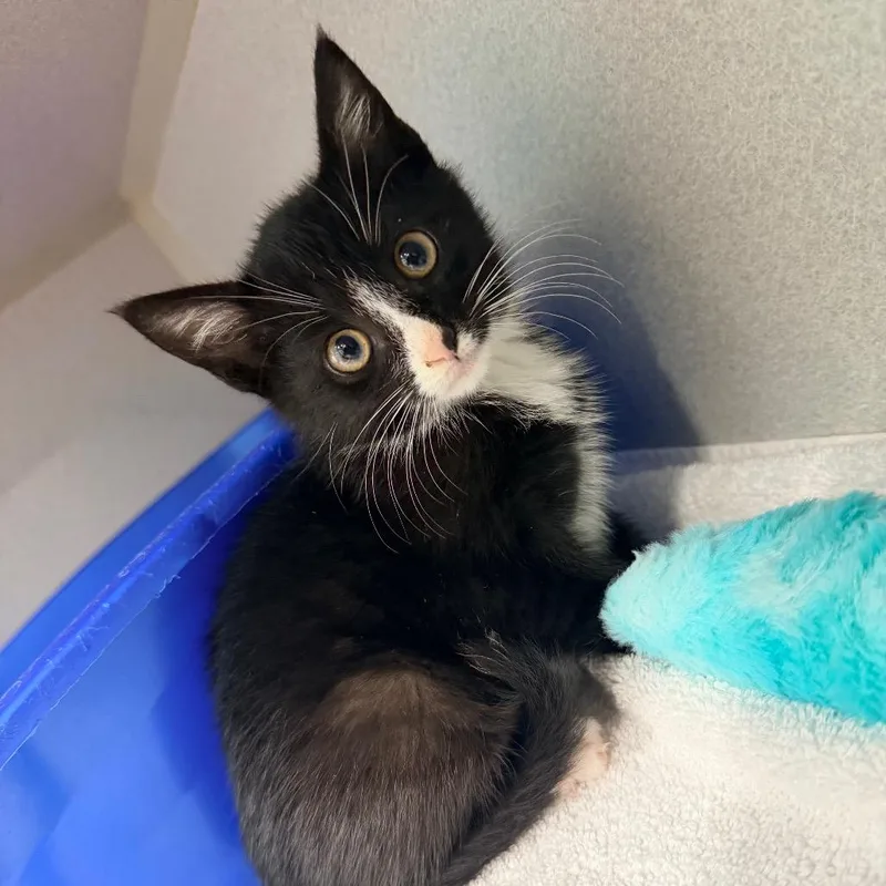 A baby small-sized female Black Domestic Short Hair cat named Bandura for adoption in Newark, NJ