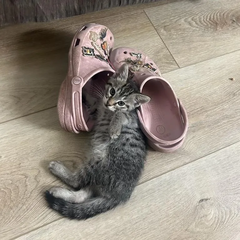 A baby large-sized female Brown / Chocolate Domestic Short Hair cat named Marley for adoption in Santa Ana, CA