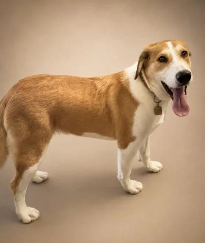 A young medium-sized female English Shepherd dog named Holland ~ Sponsored! for adoption in Bowling Green, KY