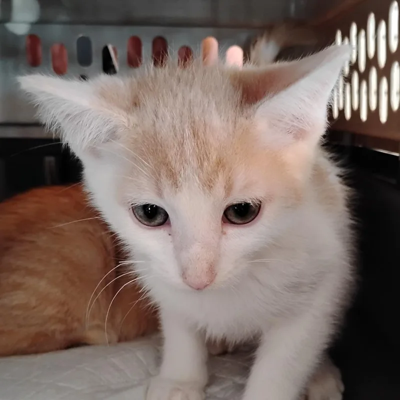 A baby small-sized male White Domestic Short Hair cat named Jello for adoption in Grantsville, UT