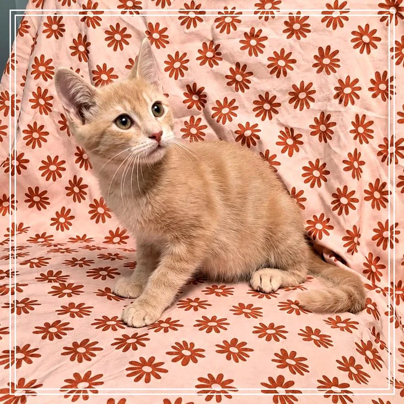 A baby small-sized male Domestic Short Hair cat named Little Yellow for adoption in Monroe, MI