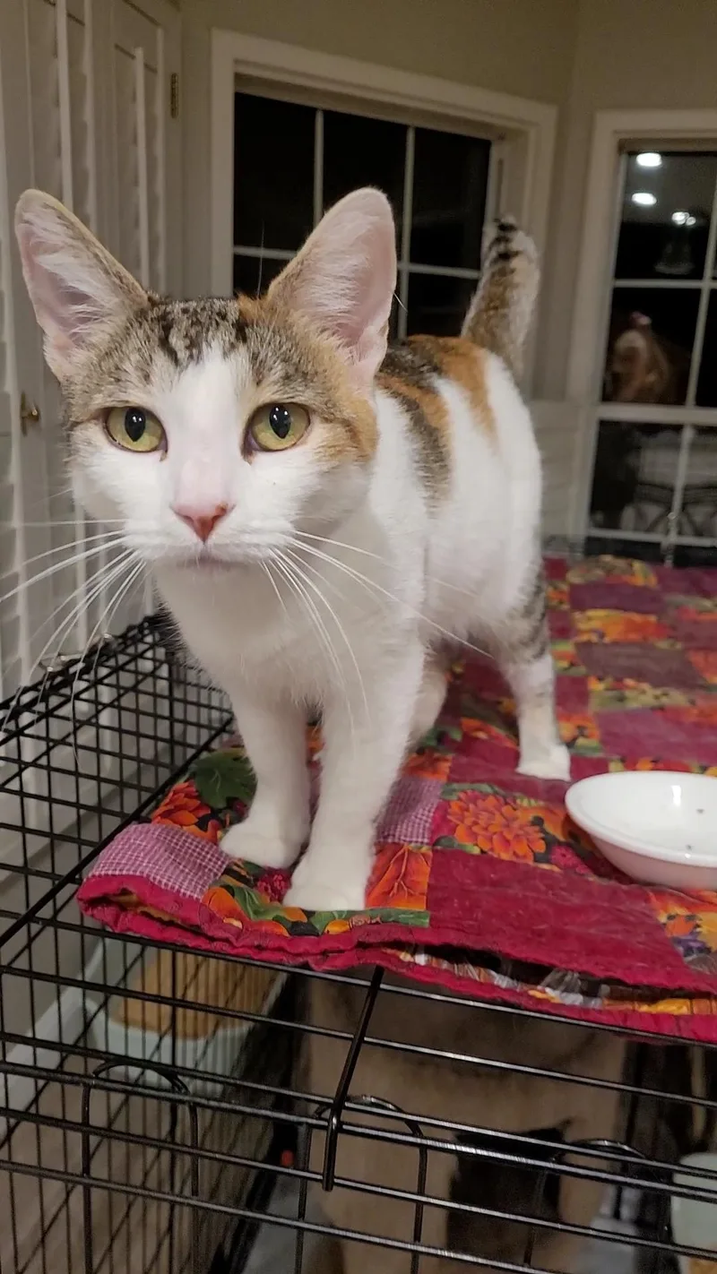 A young medium-sized female Calico cat named Arora for adoption in Escalon, CA