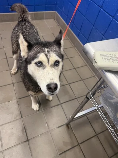 A young large-sized female Siberian Husky dog named Kyara for adoption in Albuquerque, NM