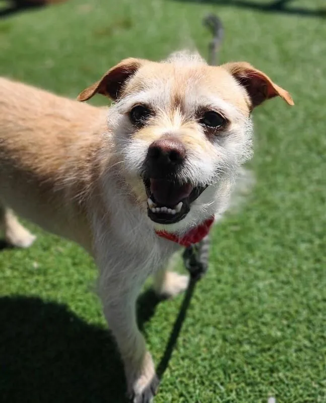 Siegfried thumbnail 2