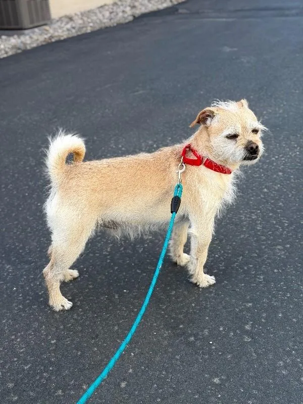 Siegfried thumbnail 3