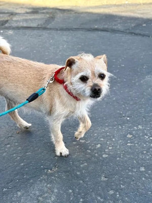 Siegfried thumbnail 6